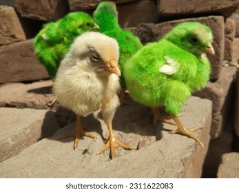 Close up of a white farmy Chick. A newborn baby chick sitting on hand against blurred background of a house. Poultry farm concert. Birds photography. - Shutterstock ID 2311622083