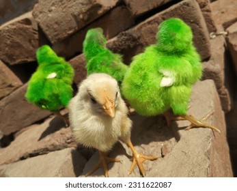 Close up of a white farmy Chick. A newborn baby chick sitting on hand against blurred background of a house. Poultry farm concert. Birds photography. - Shutterstock ID 2311622087