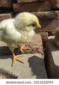Close up of a white farmy Chick. A newborn baby chick sitting on hand against blurred background of a house. Poultry farm concert. Birds photography. - Shutterstock ID 2311622093