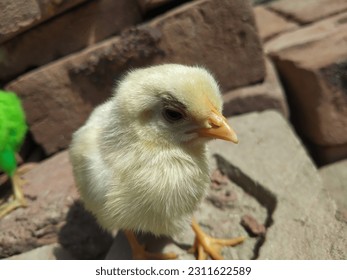 Close up of a white farmy Chick. A newborn baby chick sitting on hand against blurred background of a house. Poultry farm concert. Birds photography. - Shutterstock ID 2311622589