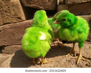 Close up of a white farmy Chick. A newborn baby chick sitting on hand against blurred background of a house. Poultry farm concert. Birds photography. - Shutterstock ID 2311622605