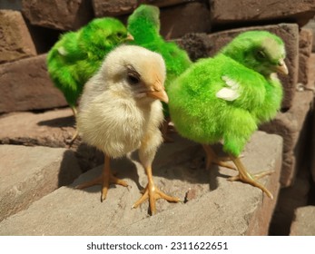 Close up of a white farmy Chick. A newborn baby chick sitting on hand against blurred background of a house. Poultry farm concert. Birds photography. - Shutterstock ID 2311622651