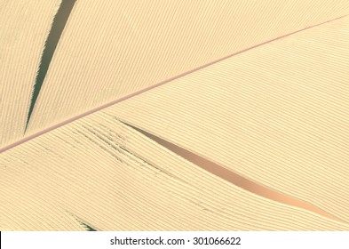 close up to white feather