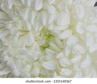 Close up white flower