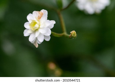 Close up of a white flower