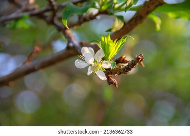 close up of white flower