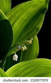 Close Up Of The White Flower And The Green Leaves Of A Lily Of The Valley (low Depth Of Field)