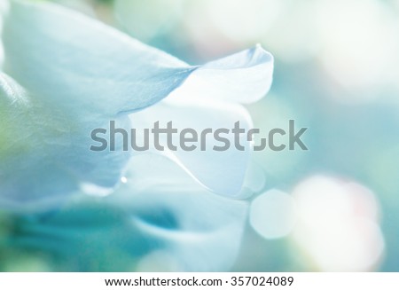 close up of white flower petal, shades of white, teal, soft dreamy image