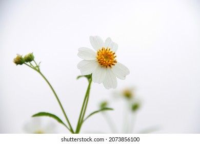 close up of white flower. Spanish needle, black-jack, Bidens pilosa, Asteraceae