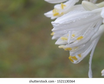 close up of a white flowerpetals