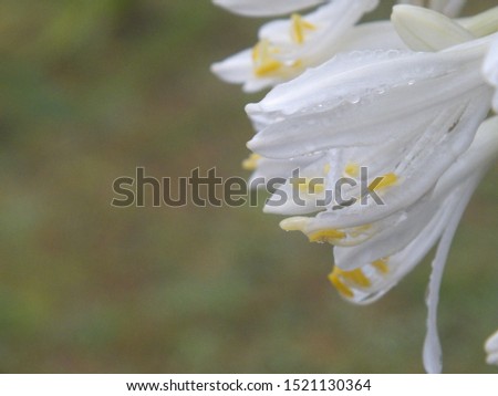 close up of a white flowerpetals