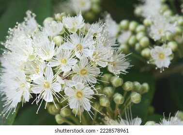 Close up of white flowers and buds of the Australian native Lemon Myrtle, Backhousia citriodora, family Myrtaceae. Endemic to coastal rainforest of NSW and Queensland. Lemon scented aromatic foliage - Shutterstock ID 2228578961