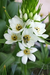 Close Up Of The White Flowers Of The Chincherinchee (Ornithogalum Thyrsoides). With Bee In Action With Pollination. Big Part Of The Ear Is Still Green.