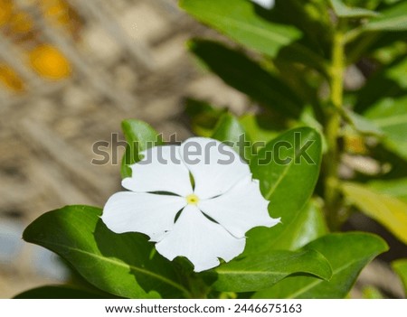 close up of white flowers in the garden family apocynaceae periwinkle plant