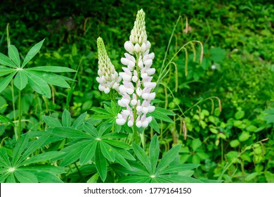 Close up of white flowers of Lupinus, commonly known as lupin or lupine, in full bloom and green grass in a sunny spring garden, beautiful outdoor floral background photographed with soft focus - Powered by Shutterstock