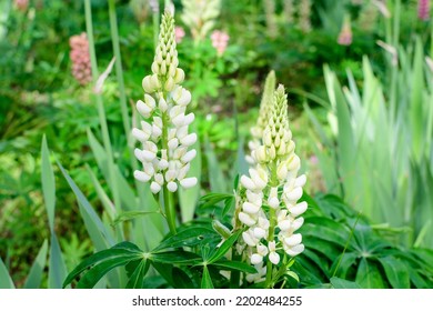 Close up of white flowers of Lupinus, commonly known as lupin or lupine, in full bloom and green grass in a sunny spring garden, beautiful outdoor floral background photographed with soft focus