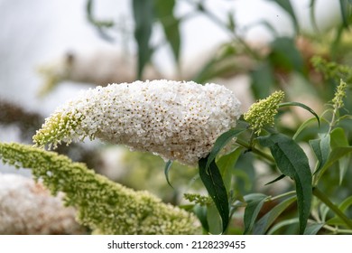 Close up of white flowers on a butterfly bush (buddleja davidii) shrub
