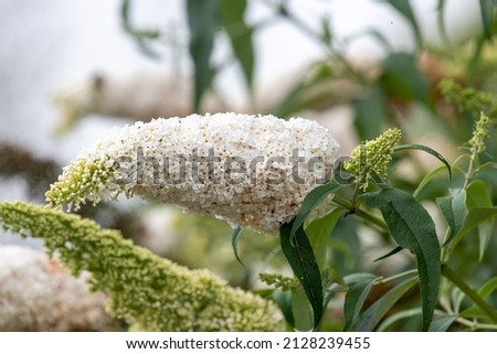 Close up of white flowers on a butterfly bush (buddleja davidii) shrub