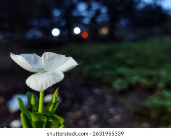 Close up white flowers photographed at night, Chatarantus Roseus