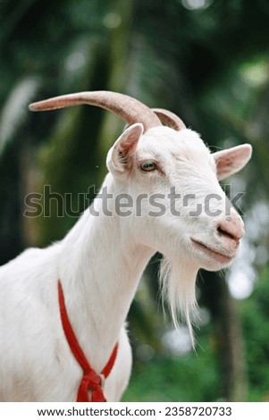 close up white goat in farm, cute animal wallpaper background concept