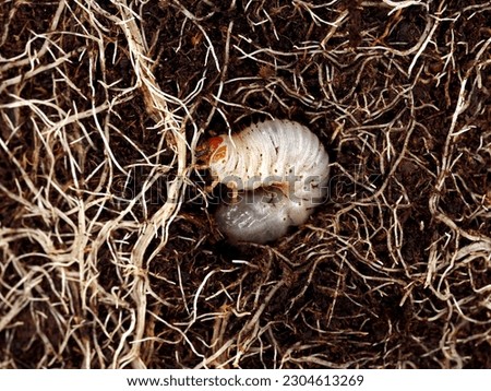 close up of white grub worm between roots in the soil, beetle larvae are an agricultural plague and damage roots of plants