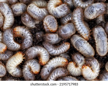 Close Up Of White Grub Worms, Larvae Of Chafer, Usally Known As May Beetle Or June Bug