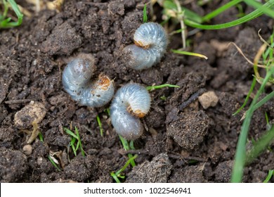 Close up of white grubs burrowing into the soil. The larva of a chafer beetle, sometimes known as the May beetle, June bug or June Beetle. - Shutterstock ID 1022546941