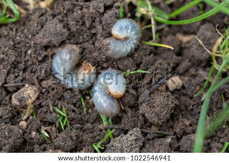 Close up of white grubs burrowing into the soil. The larva of a chafer beetle, sometimes known as the May beetle, June bug or June Beetle.