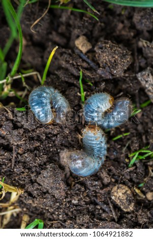 Close up of white grubs burrowing into the soil. The larva of a chafer beetle, sometimes known as the May beetle, June bug or June Beetle.