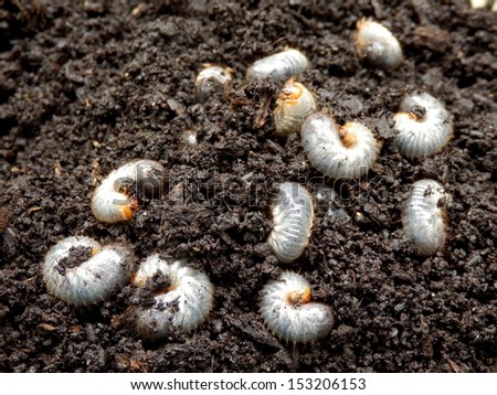 Close up of white grubs burrowing into the soil. The larva of a chafer beetle, sometimes known as the May beetle, June bug or June Beetle.