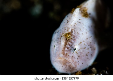 Close Up Of A White Hairy Frog Fish