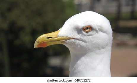 Close up of white head of seagull looking left this typical seabird often is found near the sea but this one is located in the city centre