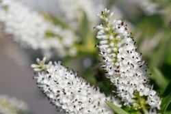 Close Up Of White Hebe Flowers In Bloom