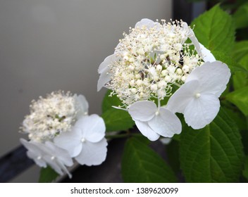 close up of white hydrangea
