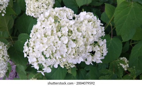A close up of White Hydrangea Flowers on green leaves background