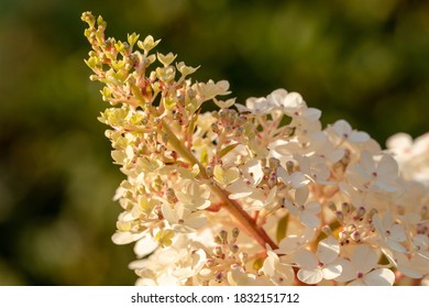Close up of  white hydrangea/hortensia