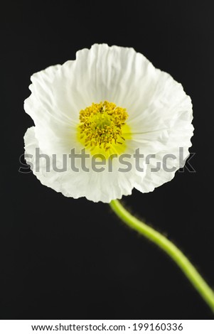 Similar – Image, Stock Photo poppy seed