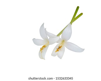 Close up of white Indian cork flowers (Millingtonia hortensis) on white background with clipping path.