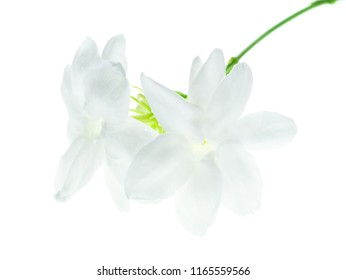 Fleur De Jasmin Images Stock Photos Vectors Shutterstock