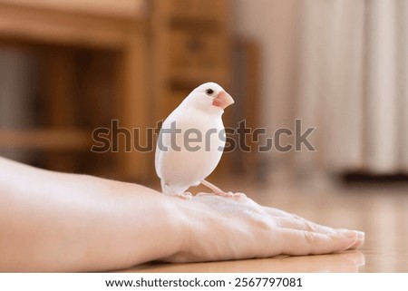 Close up of white Java sparrow.
