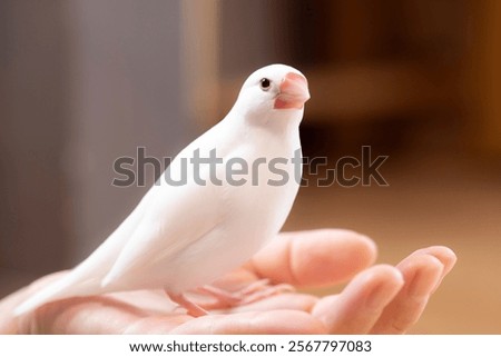 Close up of white Java sparrow.