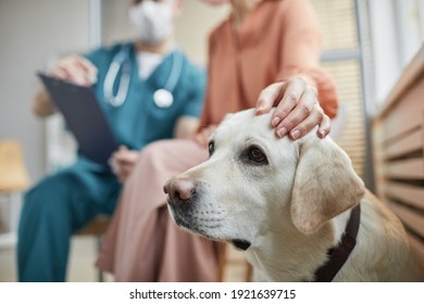 Close Up Of White Labrador Dog At Vet Clinic With Female Owner Petting Him, Copy Space