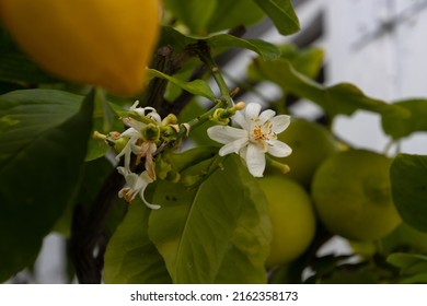 Close Up Of A White Lemon Blossom, Also Called Citrus X Limon