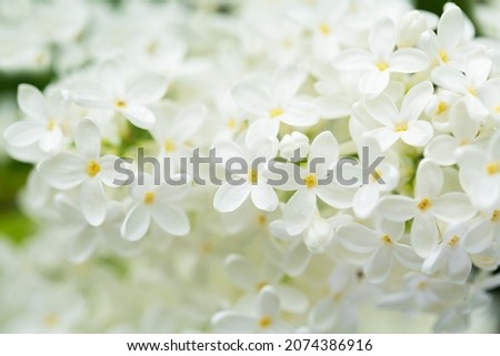 Close up of white lilac flowers as background