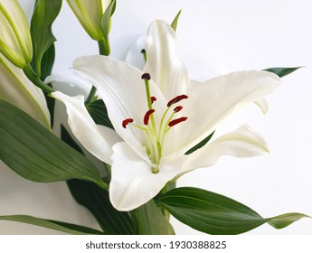 Close White Lily Flower On White Stock Photo 1930388825 | Shutterstock