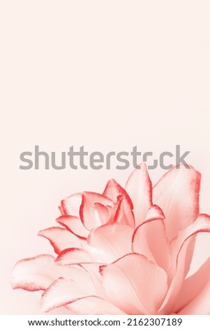 Close up white lily flower with red edging, natural floral background pastel pink color with copyspace. Natural beauty blossoming lily flower. Peony blooms, vertical flowery image, monochrome backdrop