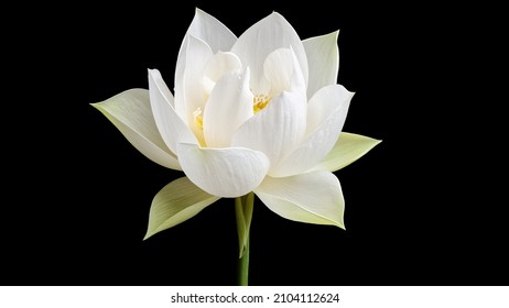 Close up of white lotus flower isolated on black background.