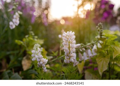 Close up of white lupins blooming on flower bed in spring garden at sunset. Flower growing by foxgloves. Landscaping - Powered by Shutterstock