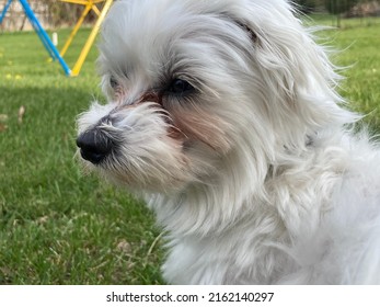 A Close Up Of A White Maltese Dog.