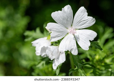 Close up of a white musk mallow (malva moschata) flower in bloom